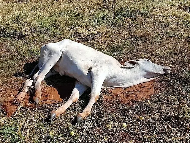 Iagro alerta para casos de Raiva Bovina em Aral Moreira, Amambai e Coronel Sapucaia