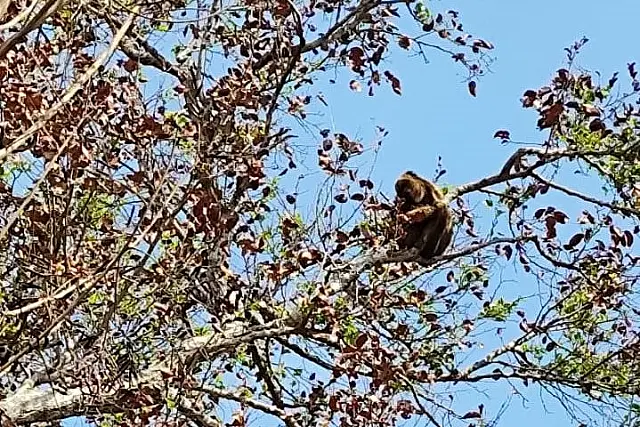 Gretap faz monitoramento e atende famílias de macacos bugios no Pantanal
