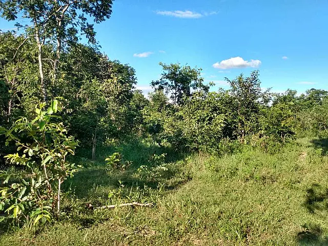 Campo-grandense é autuado em R$ 25 mil por desmatamento ilegal
