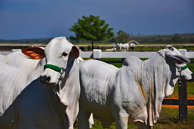 Consumo doméstico tímido e demanda externa aquecida definem preços da carne