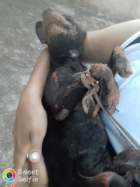 Cadela é encontrada queimada e com patas amarradas em terreno