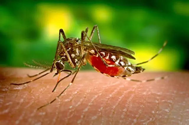 Aquidauana tem 34 casos suspeitos de dengue