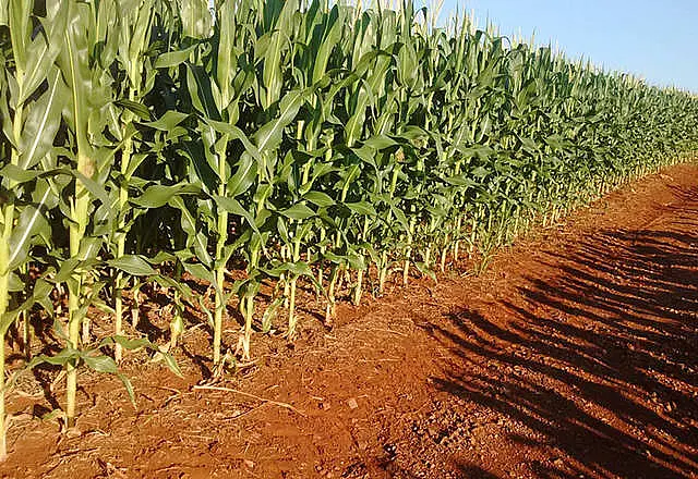 Safra de milho supera expectativa e chega a 9,5 milhões de toneladas em MS