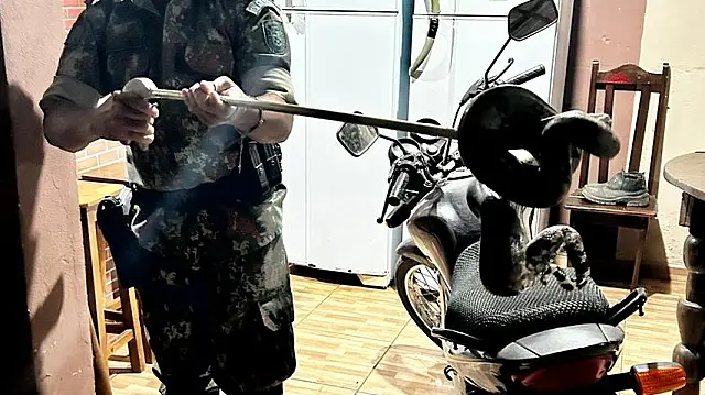 Jiboia com 1,5 metro é encontrada entre garrafas de bar em Naviraí