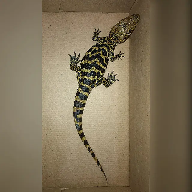 Adolescentes abandonam filhote de jacaré em pet shop e fogem
