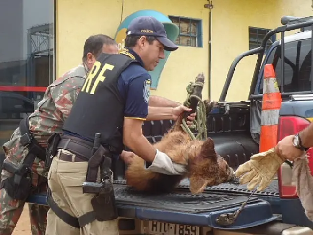 Lobo-guará é resgatado após ser atropelado na BR-463