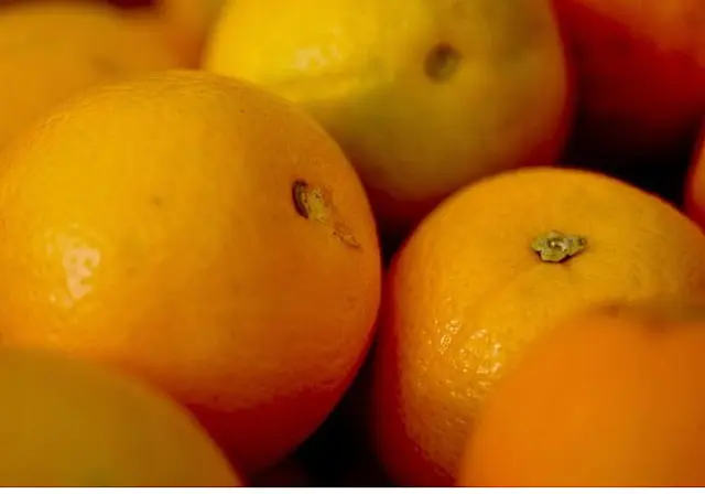 Iagro alerta para compra de mudas irregulares de frutas cítricas em MS