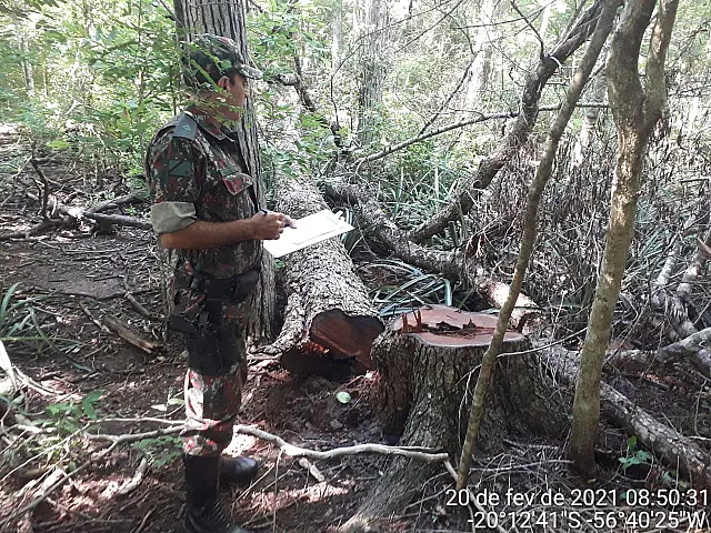 PMA autua dois infratores em R$ 5,5 mil por derrubada de árvores para exploração ilegal