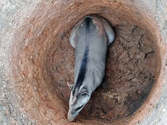 Anta é resgatada após cair em fosso em Bodoquena