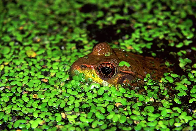 Nova espécie de serpente é descrita por projeto no Pantanal