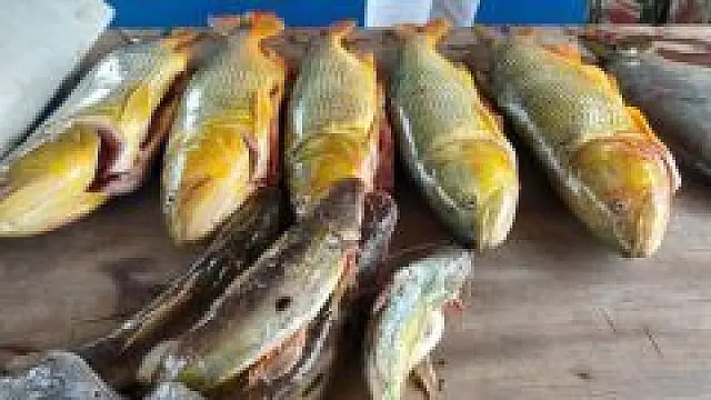 PMA apreende 34 kg de pescado ilegal capturados no Rio Miranda