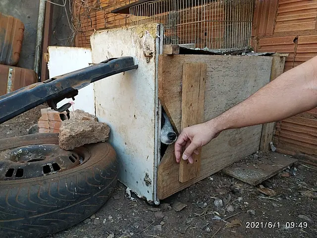Mulher é presa em flagrante por deixar cão preso dentro de caixa