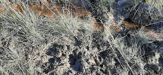 PMA de Jardim autua infrator em R$ 5 mil por construir açude e colocar gado em área protegida