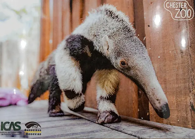 Aquidauana escolhe Tikoa como nome de tamanduá nascido na Inglaterra