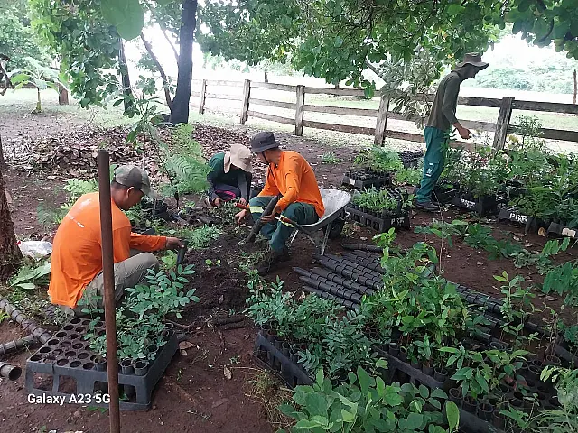 Brigada do IHP realiza manutenção de viveiro para recuperação do Pantanal