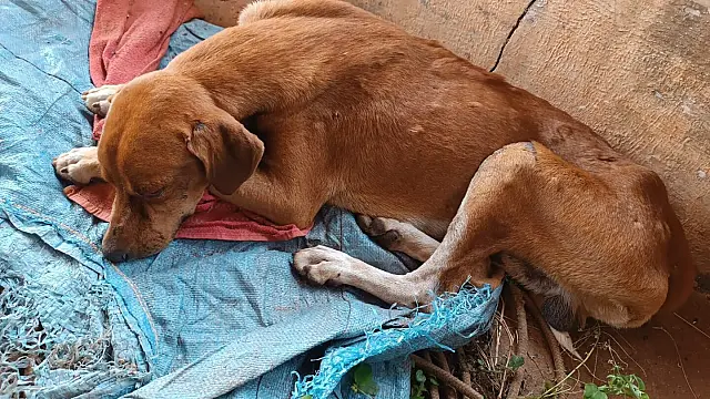 Idoso é preso por maus-tratos a cachorro em Santa Rita do Pardo
