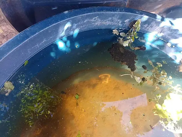 Aquidauana terá Dia D em combate à dengue no sábado