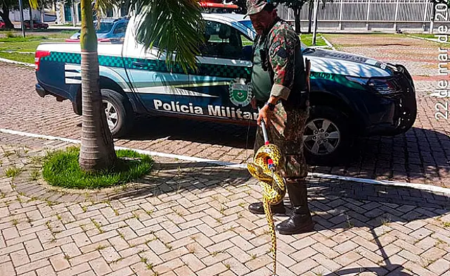 Filhote de sucuri é resgatada de Centro de Convenções