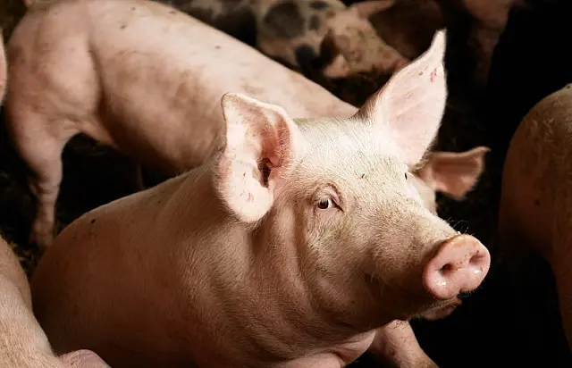 Dono de chácara denuncia furto de leitoa, arreio e vacinas em Aquidauana