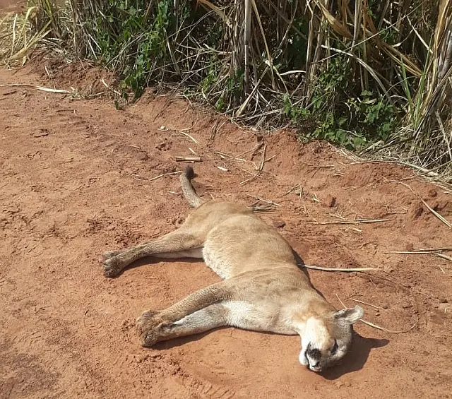Onça morre depois de ser picada por serpente em canavial