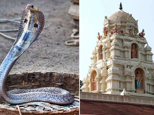 Homem tenta casar com cobra que seria reencarnação de mulher