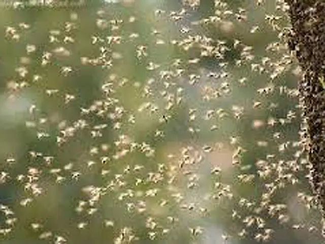 Duas pessoas são atacadas por abelhas em fazenda