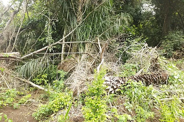 PMA de Bonito multa produtor por desmatamento sem autorização