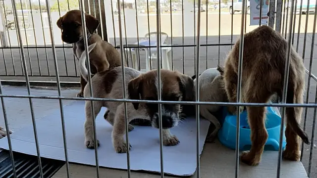 Feira de adoção em Campo Grande tem 65 animais disponíveis