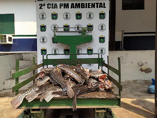 Pescador profissional é multado em R$ 2,4 mil em flagrante com pescado ilegal de 87 kg