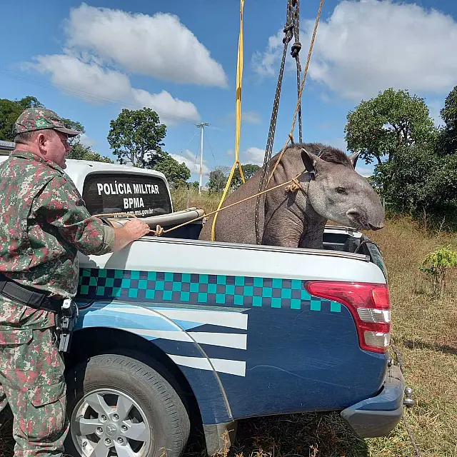 Com mais de 300 kg, anta ferida é resgatada na MS-395