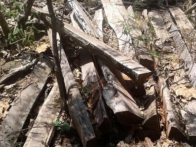 Campo-grandense é multado em R$ 43 mil por exploração de madeira