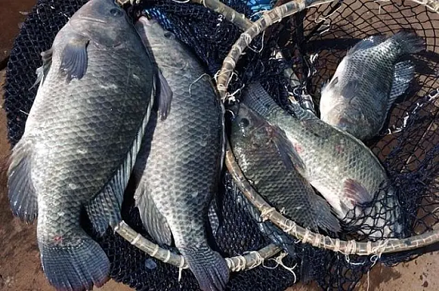 Curso ensina técnicas para identificar o frescor, conservar e defumar peixes