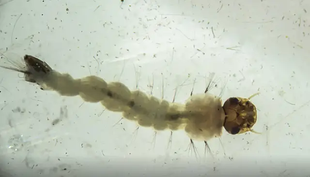 Brasil inaugura maior biofábrica do mundo de mosquitos "do bem"
