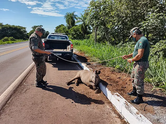 Vítima de atropelamento, anta é resgatada pela PMA e encaminhada ao CRAS da capital