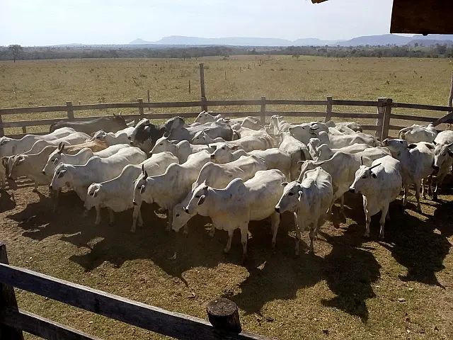 Vacinação contra febre aftosa termina segunda-feira no Pantanal