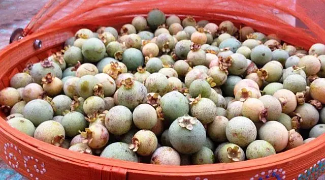 Ato publicado no Diário Oficial do Estado torna a guavira fruto símbolo do MS