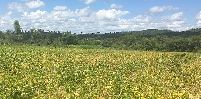 Fazendeira de Bonito é multada por desmatamento para plantio de soja