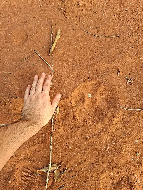 Pegadas de onça são vistas em estrada do Morro do Paxixi