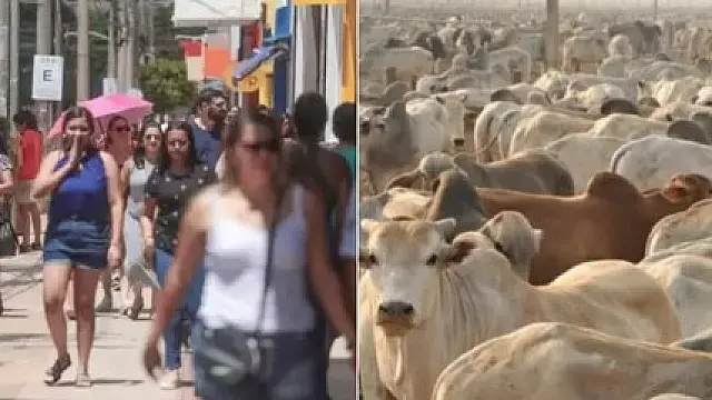 IBGE: Mato Grosso do Sul tem quase 22 vezes mais animais que pessoas