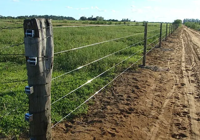 Ladrões matam boi a tiros e furtam a carne em fazenda de MS