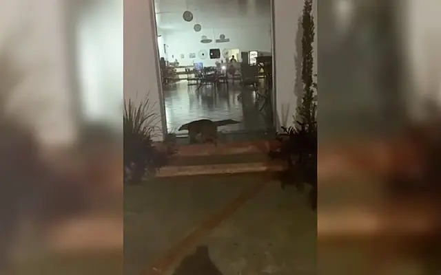 Tamanduá Mirim que estava dando "rolê" por Aquidauana é capturado pela PMA