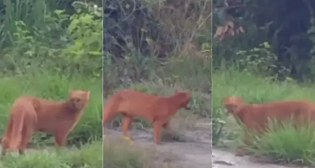 Gato-mourisco de pelo avermelhado é descoberto na Serra do Amolar