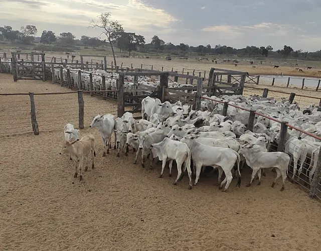 Polícia recupera 42 cabeças de gado furtadas de fazenda em Corumbá