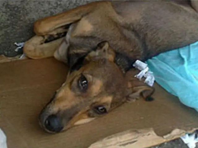 Em porta de hospital do ES, cadela espera pelo dono que morreu