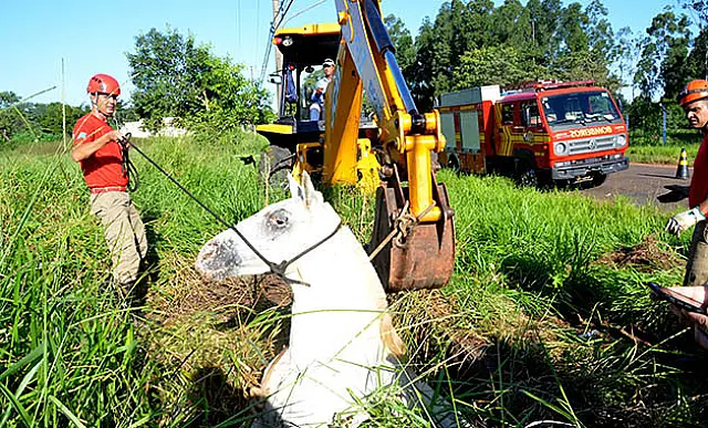 Bombeiros e equipe da Sanesul resgatam cavalos que caíram em galeria de água pluvial