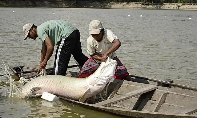Peixes têm quantidade limitada para captura em 2024
