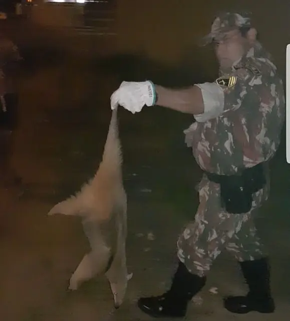 Vídeo mostra captura de tamanduá-mirim que tentava entrar em residências