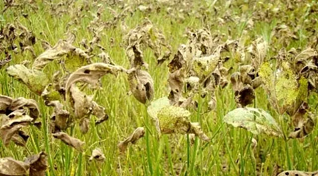 Iagro alerta sojicultores sobre importância do monitoramento da ferrugem asiática