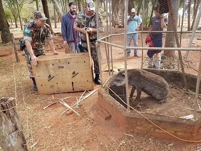 PMA recolhe filhote de anta em fazenda de dois Irmãos do Buriti