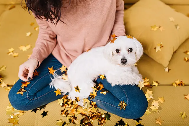 Veterinária alerta sobre festas de fim de ano e dá dicas de como confortar os pets